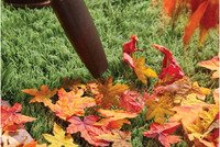 Seasonal Clean Up