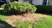 Trimming